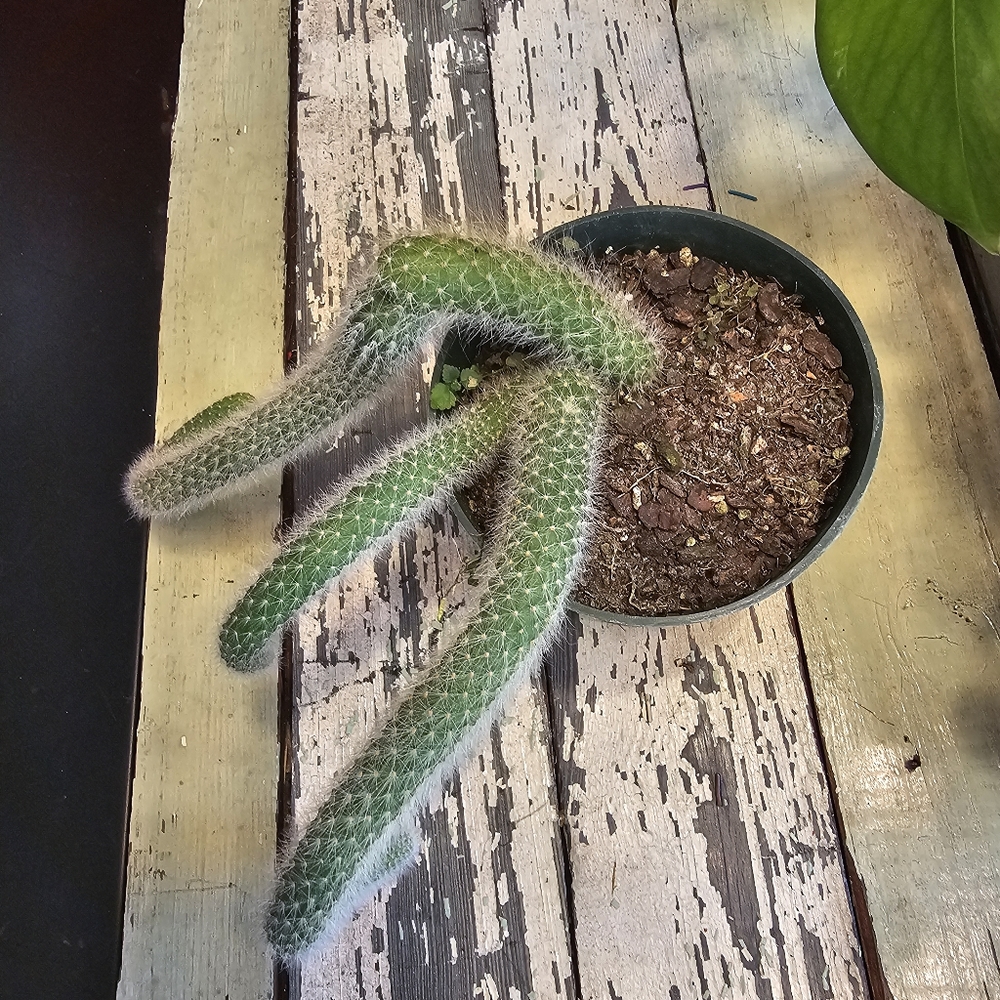 Monkeytail Cactus - Picture 7 of 8